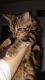 Bengal Cats for sale in PA-516, Spring Grove, PA 17362, USA. price: $500