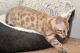 Bengal Cats for sale in Ohio St, San Diego, CA, USA. price: NA