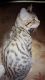 Bengal Cats for sale in Snellville, GA, USA. price: NA