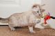 Bengal Cats for sale in GA-85, Atlanta, GA, USA. price: $600