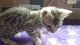 Bengal Cats for sale in Bedford, OH 44146, USA. price: $450
