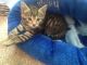 Bengal Cats for sale in Burgettstown, PA 15021, USA. price: NA