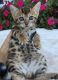 Bengal Cats for sale in North Carolina Central University, Durham, NC, USA. price: NA