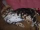 Bengal Cats for sale in State Hwy 295, Washington, DC, USA. price: NA