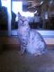 Bengal Cats for sale in Rio Linda, CA 95673, USA. price: $500