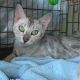 Bengal Cats for sale in Rio Linda, CA 95673, USA. price: $500