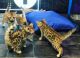 Bengal Cats for sale in Pearland, TX, USA. price: NA
