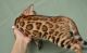 Bengal Cats for sale in Las Vegas, NV, USA. price: $450
