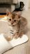 Bengal Cats for sale in Burgettstown, PA 15021, USA. price: NA