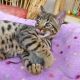 Bengal Cats for sale in Boston, MA, USA. price: NA