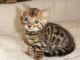 Bengal Cats for sale in NJ-3, Clifton, NJ, USA. price: $450