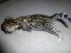 Bengal Cats for sale in Poway, CA, USA. price: $2,500