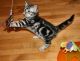 Bengal Cats for sale in New York County, NY, USA. price: $300
