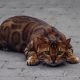 Bengal Cats for sale in North Charleston, SC, USA. price: NA