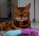Bengal Cats for sale in Greenville, Charlotte, NC, USA. price: NA