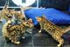 Bengal Cats for sale in Portland, OR, USA. price: NA