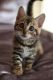 Bengal Cats for sale in NJ-3, Clifton, NJ, USA. price: $450