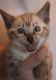 Bengal Cats for sale in Belews Creek, NC 27009, USA. price: NA