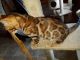 Bengal Cats for sale in Syracuse, NY, USA. price: $1,500