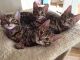 Bengal Cats for sale in Califa St, Los Angeles, CA 91601, USA. price: NA