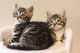 Bengal Cats for sale in Huntsville, TX, USA. price: NA