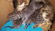 Bengal Cats for sale in Victoria, TX, USA. price: NA