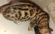 Bengal Cats for sale in Groveport, OH, USA. price: NA