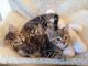 Bengal Cats for sale in NM-418, Deming, NM 88030, USA. price: $300