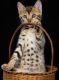 Bengal Cats for sale in Newport Beach, CA, USA. price: $1,250