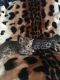 Bengal Cats for sale in Grand Rapids, MI, USA. price: NA