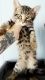 Bengal Cats for sale in Bristol, CT 06010, USA. price: NA