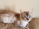 Bengal Cats for sale in Vine Grove, KY, USA. price: NA