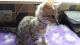 Bengal Cats for sale in Ogema, WI 54459, USA. price: NA