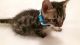 Bengal Cats for sale in Ogema, WI 54459, USA. price: $450