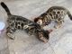 Bengal Cats for sale in NJ-17, Paramus, NJ 07652, USA. price: NA