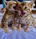 Bengal Cats for sale in Austin Hwy, San Antonio, TX, USA. price: NA