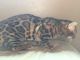 Bengal Cats for sale in Sheboygan, WI, USA. price: $1,000