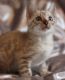 Bengal Cats for sale in Detroit, MI, USA. price: $600