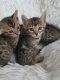 Bengal Cats for sale in Kings Mountain, NC 28086, USA. price: NA
