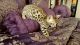Bengal Cats for sale in Brooklyn, NY, USA. price: NA