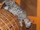 Bengal Cats for sale in Gladwin, MI 48624, USA. price: NA