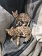 Bengal Cats for sale in 103 Broadway, New York, NY 10025, USA. price: NA