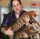 Bengal Cats for sale in Indianapolis Blvd, Hammond, IN, USA. price: NA