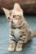Bengal Cats for sale in 843 South Carolina Ave SE, Washington, DC 20003, USA. price: $400