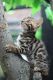 Bengal Cats for sale in 336 N North Carolina Ave, Atlantic City, NJ 08401, USA. price: NA