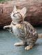 Bengal Cats for sale in Florida, NY, USA. price: NA