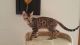Bengal Cats for sale in Newalla, Oklahoma City, OK 74857, USA. price: $1,000