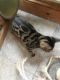 Bengal Cats for sale in Memphis, TN 37501, USA. price: $350
