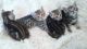Bengal Cats for sale in Canton, GA, USA. price: $600