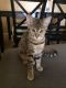 Bengal Cats for sale in Sun City, Menifee, CA, USA. price: NA